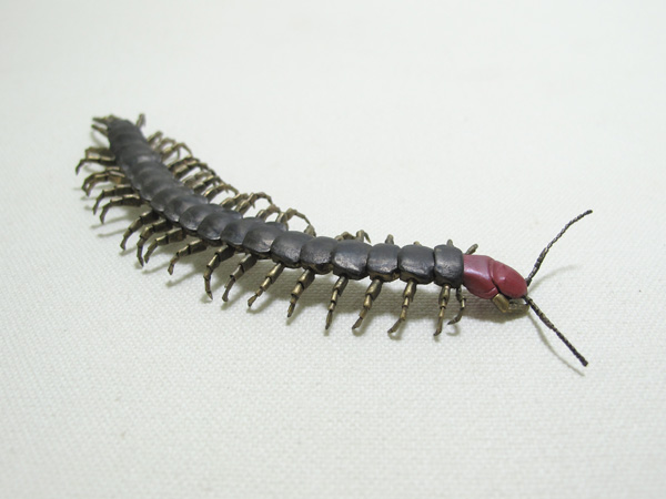 Scolopendra subspinipes mutilans