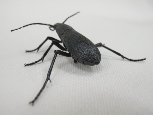 Jizai ground beetles