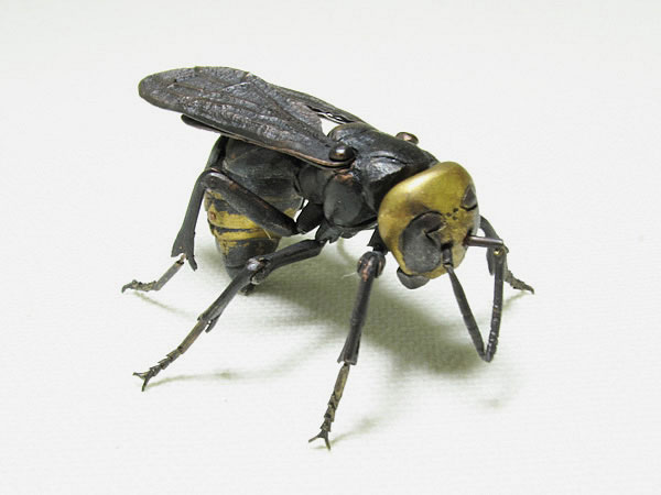 Jizai Japanese giant hornet